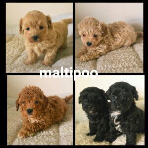 Chiots Maltipoo