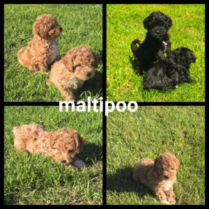 Chiots Maltipoo