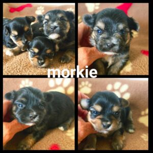 Chiots Morkie