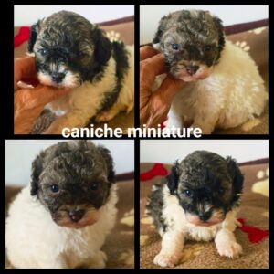 Chiots Caniche miniature