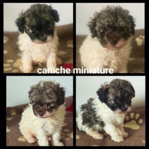 Chiots Caniche miniature