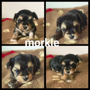 Chiots Morkie