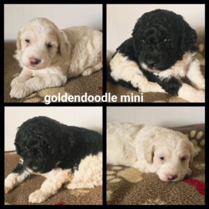 chiots  Goldendoodle Mini