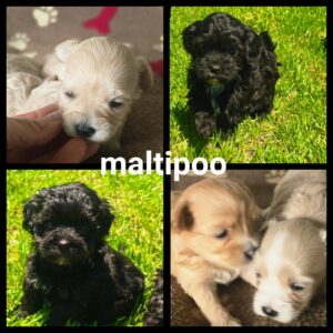 Chiots Maltipoo