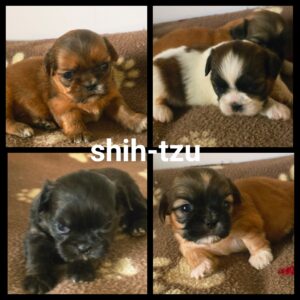 Chiots  SHIH-TZU