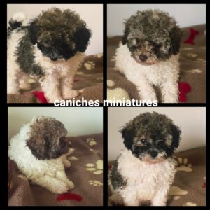 Chiots Caniche miniature