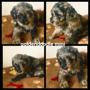 chiots  Goldendoodle Mini