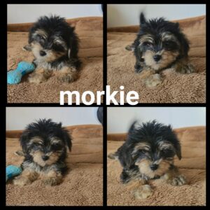 Chiots Morkie