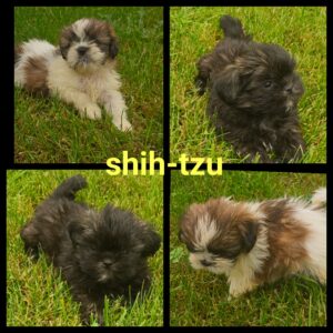 Chiots  SHIH-TZU