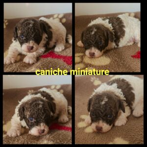Chiots Caniche miniature