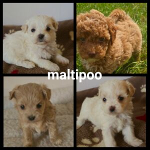 Chiots Maltipoo