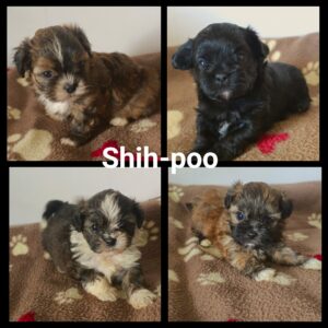 Shih-Poo