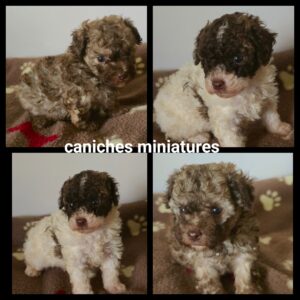 Chiots Caniche miniature