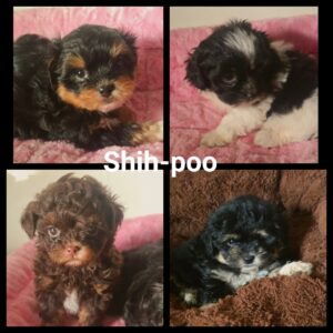 Shih-Poo