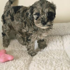 chiots  Goldendoodle Mini