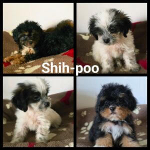 Shih-Poo