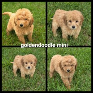 chiots  Goldendoodle Mini