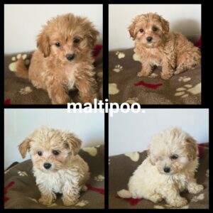 Chiots Maltipoo