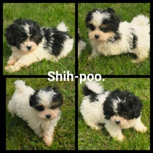 Chiots  SHIH-TZU