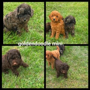 chiots  Goldendoodle Mini