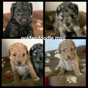 chiots  Goldendoodle Mini