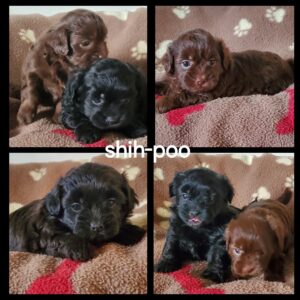 Shih-Poo (Shih Tzu x Caniche miniature)
