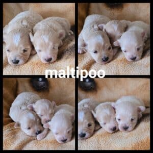 Chiots Maltipoo