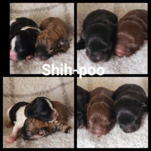Shih-Poo (Shih Tzu x Caniche miniature)
