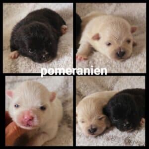Chiots Pomeranien