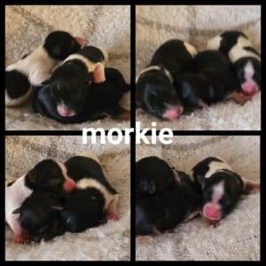 Chiots Morkie
