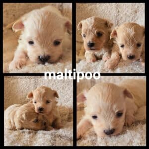 Chiots Maltipoo