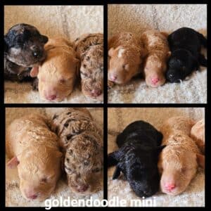 chiots  Goldendoodle Mini