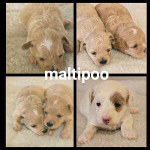 Chiots Maltipoo