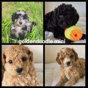 chiots  Goldendoodle Mini