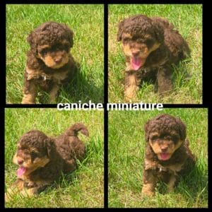 Chiots Caniche miniature