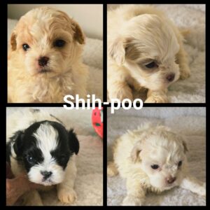 Shih-Poo (Shih Tzu x Caniche miniature)