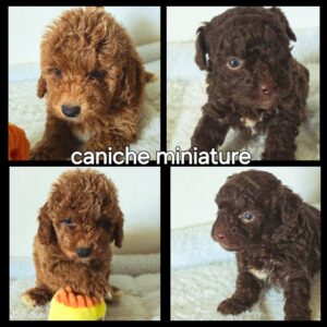 Chiots Caniche miniature