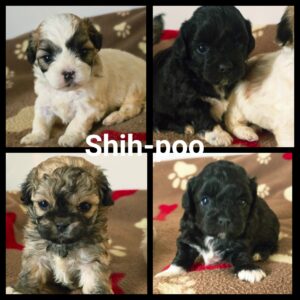 Shih-Poo