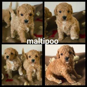 Chiots Maltipoo