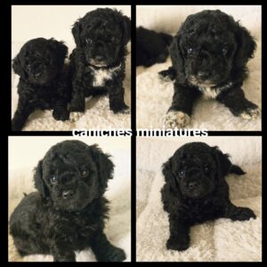 Chiots Caniche miniature