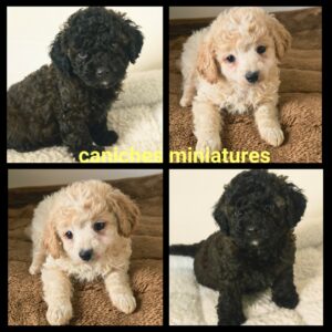 Chiots Caniche miniature