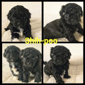 Shih-Poo