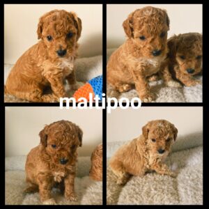 Chiots Maltipoo