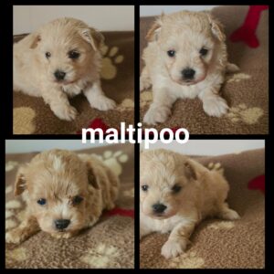 Chiots Maltipoo