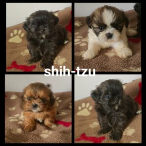 Chiots  SHIH-TZU