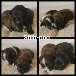 Shih-Poo