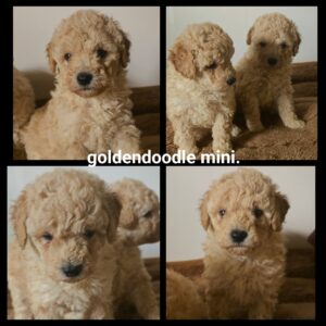 chiots  Goldendoodle Mini