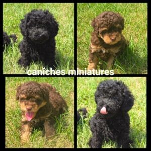 Chiots Caniche miniature