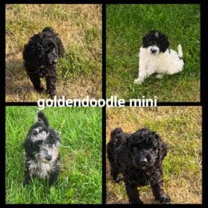 chiots  Goldendoodle Mini