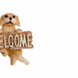 chiots  Goldendoodle Mini